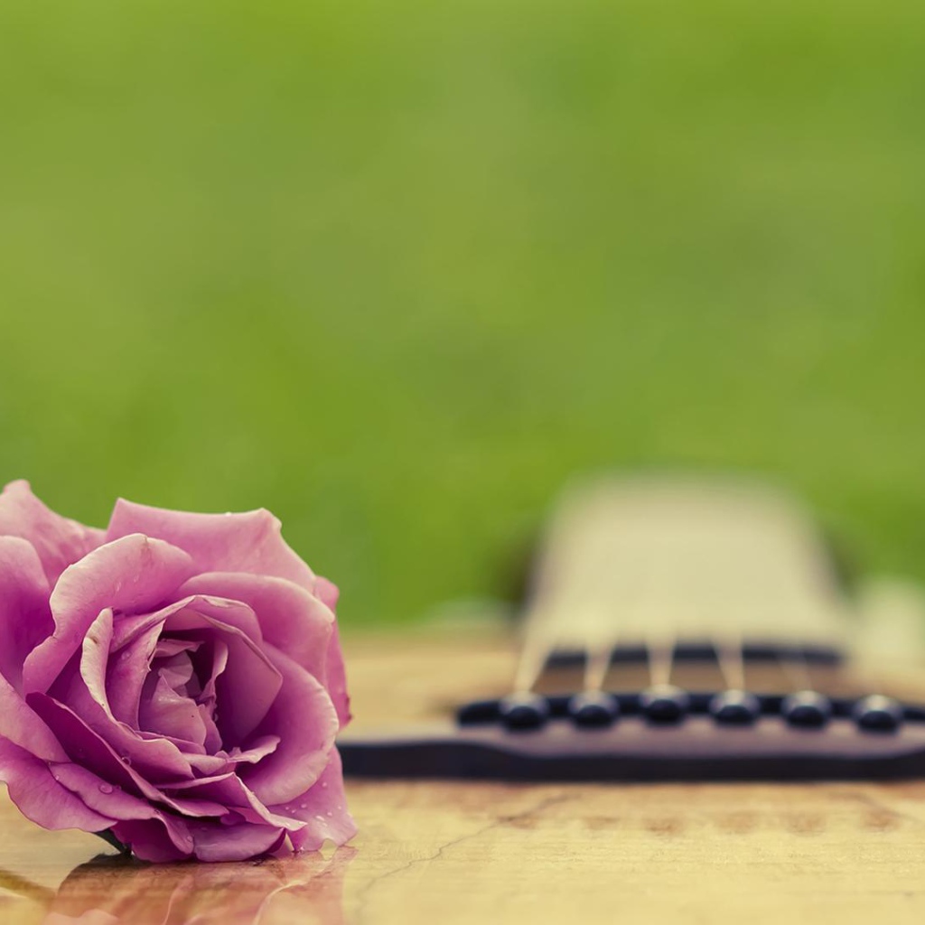 Фиолетовая роза на гитаре