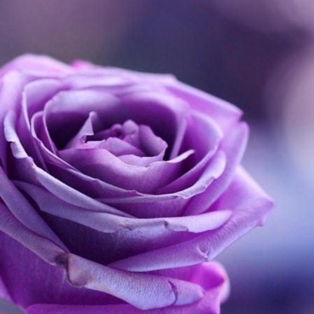 Purple rose on purple background