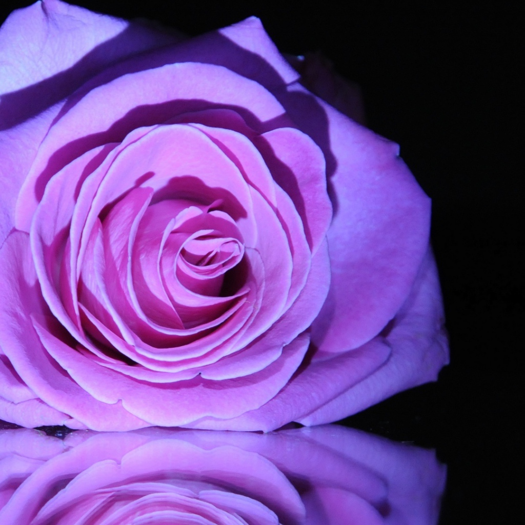 Фиолетовая роза на зеркальном столе