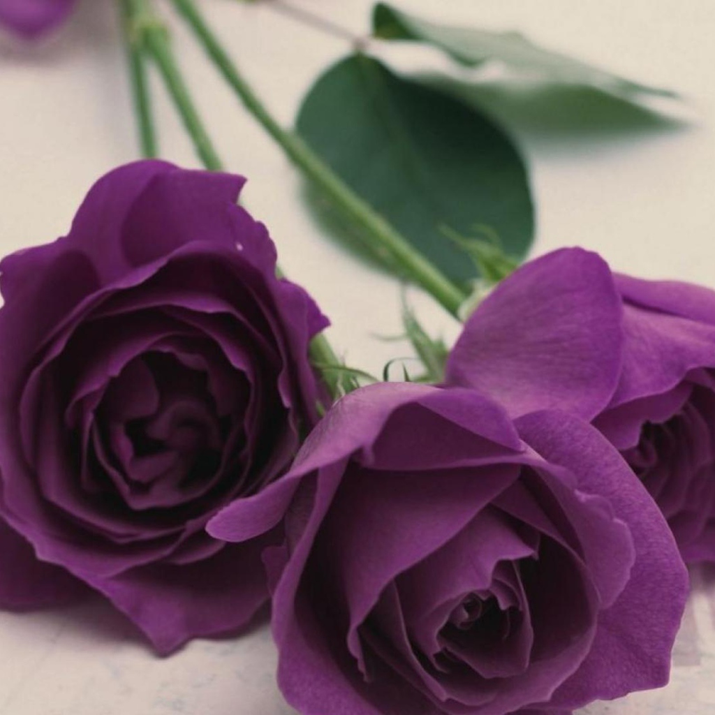 Фиолетовые розы на светлом столе