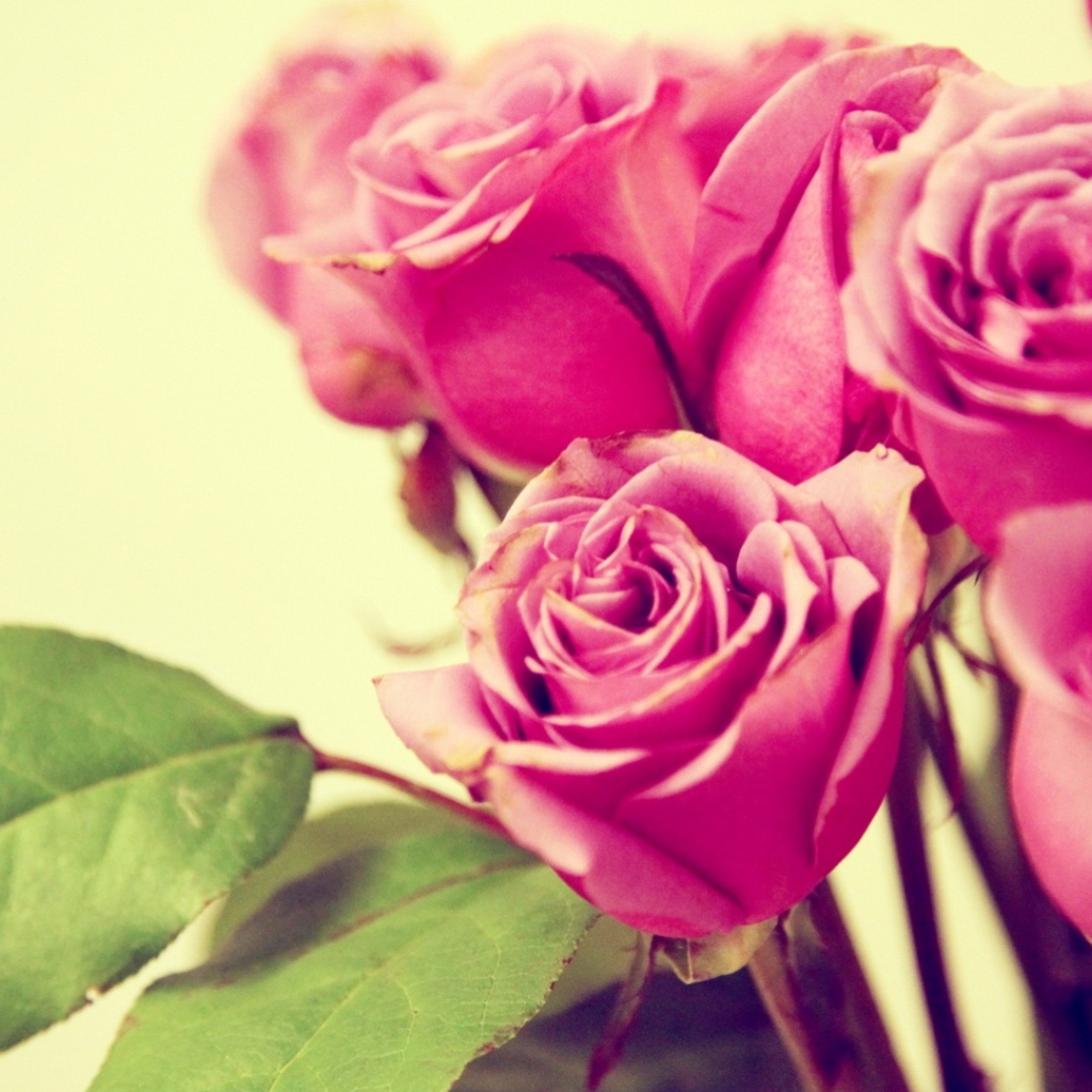 Фиолетовые розы на жёлтом фоне