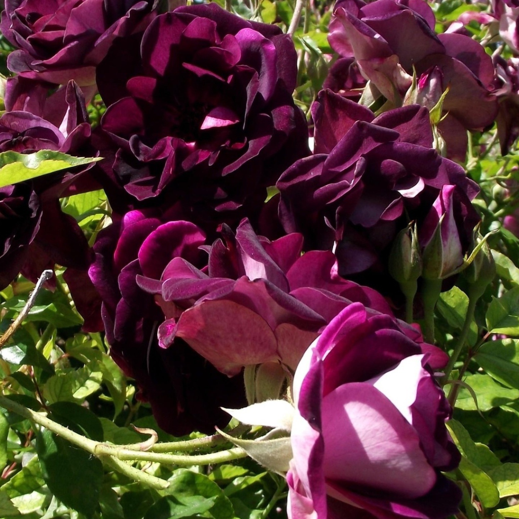 Фиолетовые розы на траве