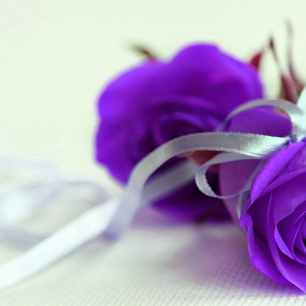Фиолетовые розы с серебристой ленточкой