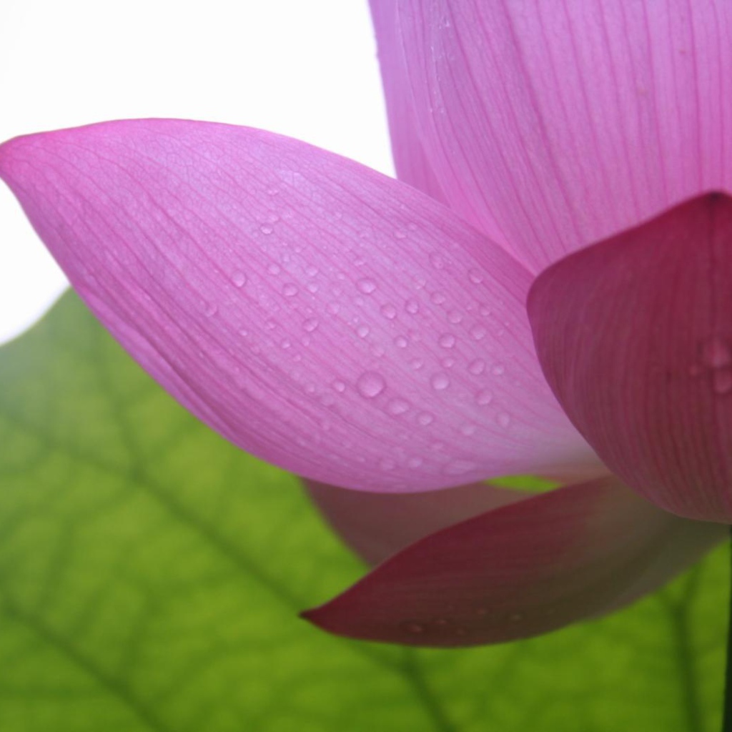 Фиолетовый в тени