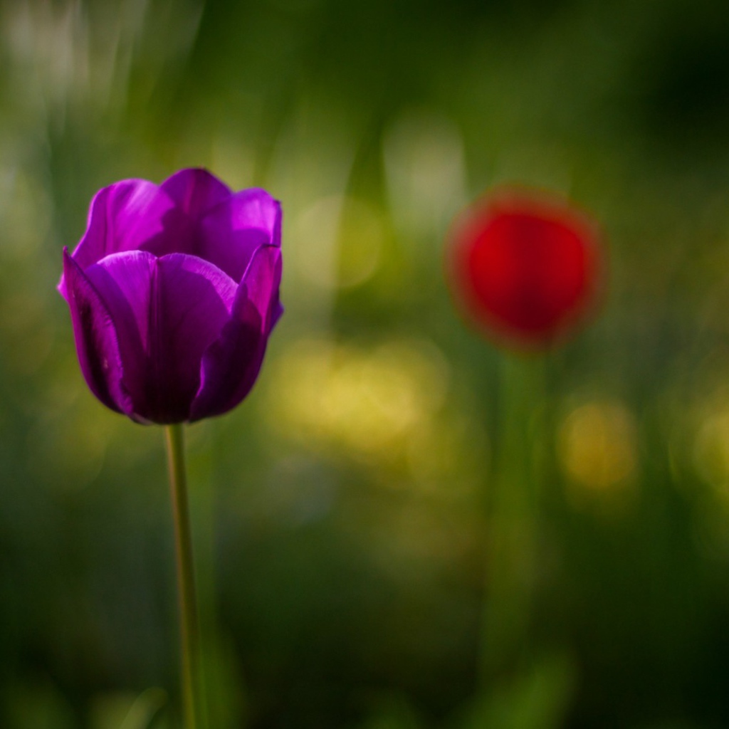 Фиолетовый тюльпан