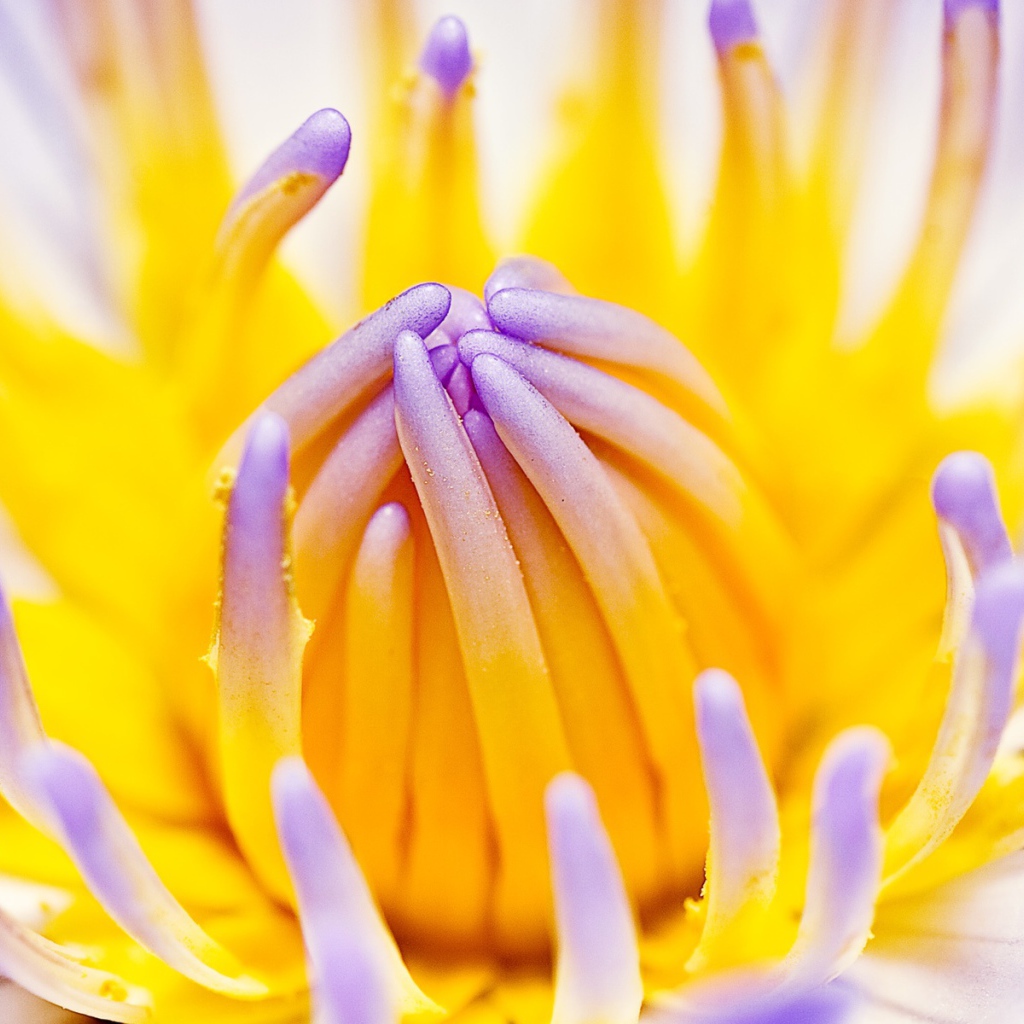 Фиолетовая водная лилия