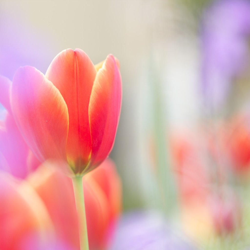 Красный тюльпан