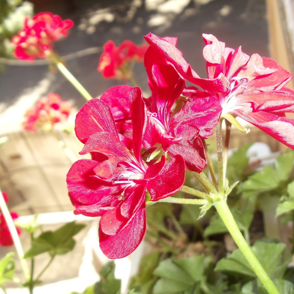 Красные блестящие цветы