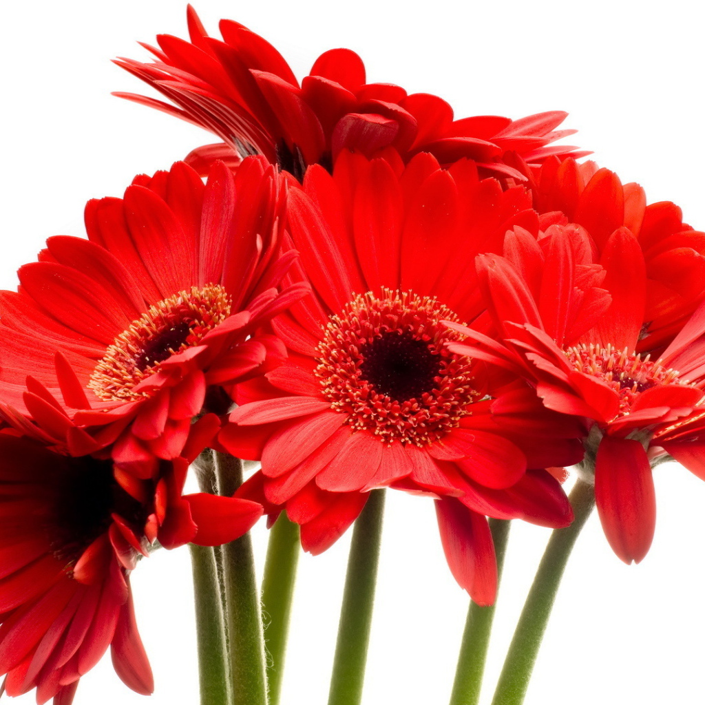 Красные цветы