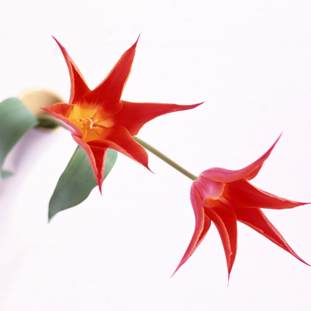 Красные цветы на белом фоне