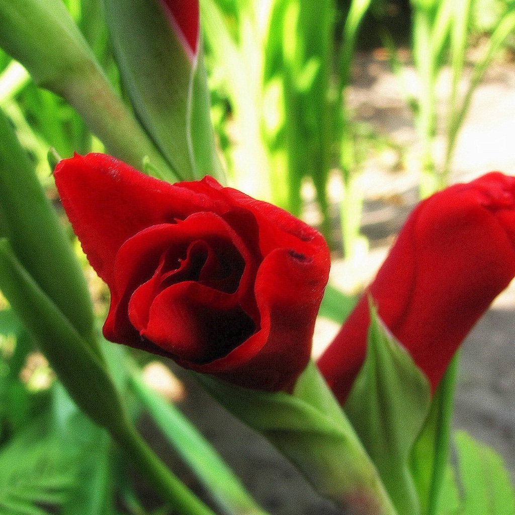 Красные гладиолусы в бутонах