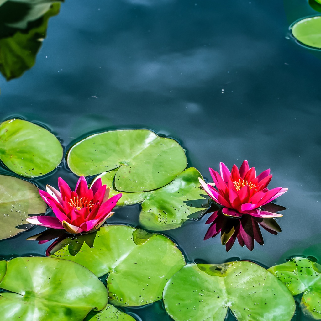 Красные лилии на воде