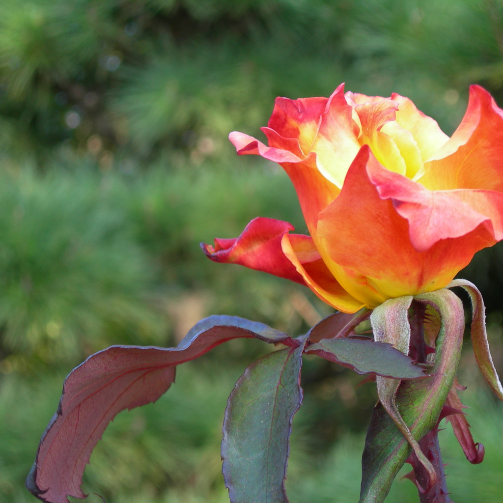 Красно оранжевая роза