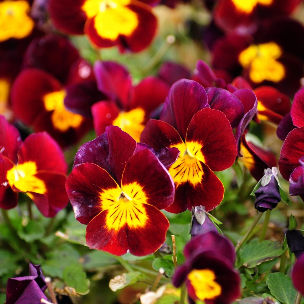 Красные анютины глазки расцвели на поляне