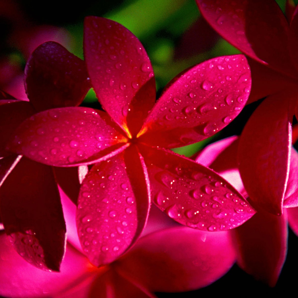 Цветы красной плюмерии