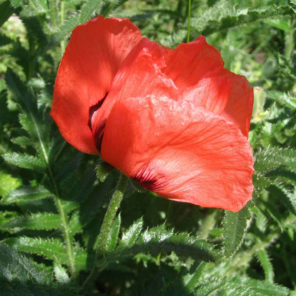 Красный мак расцвел в саду