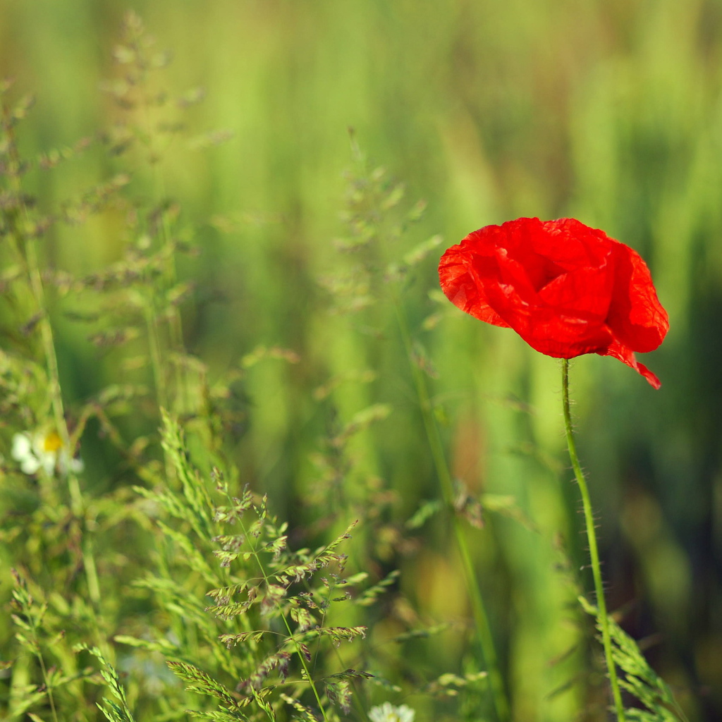 Красный цветок мака на поле