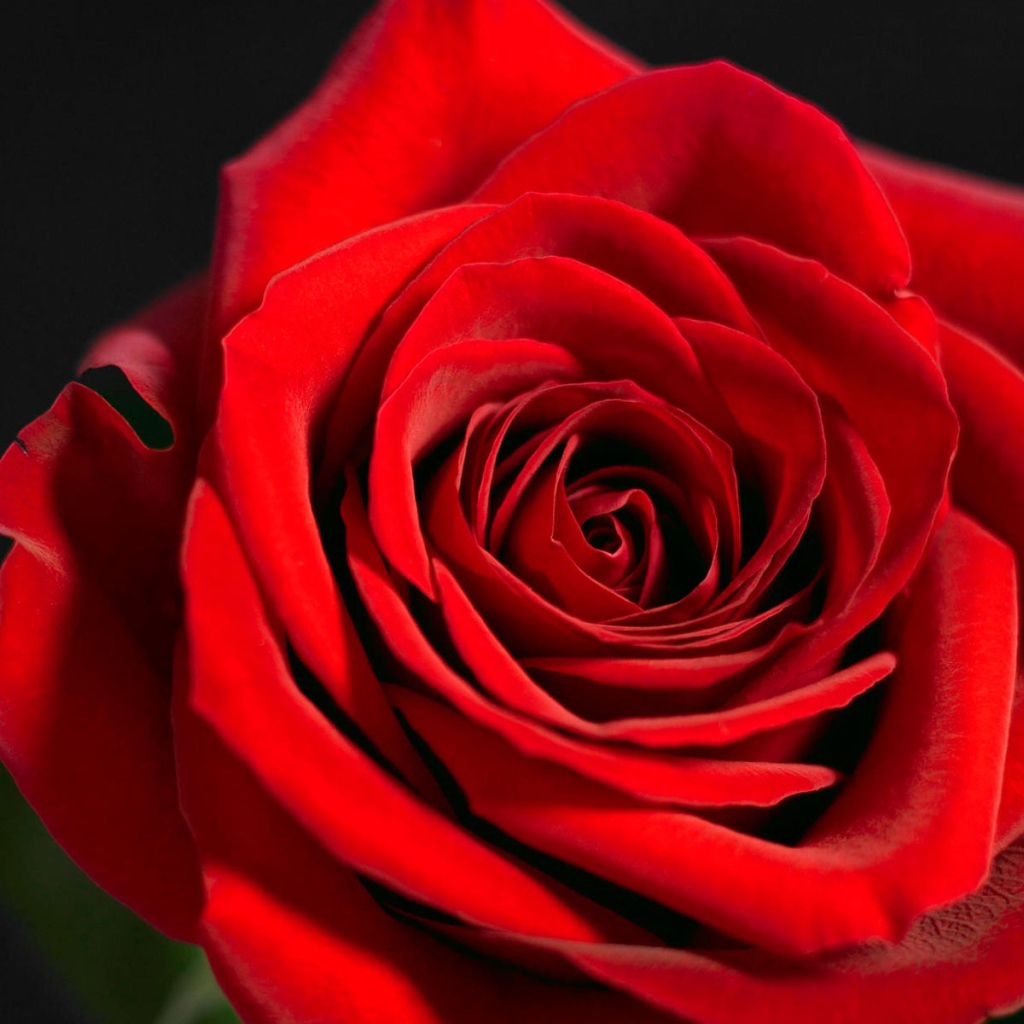 Красная роза