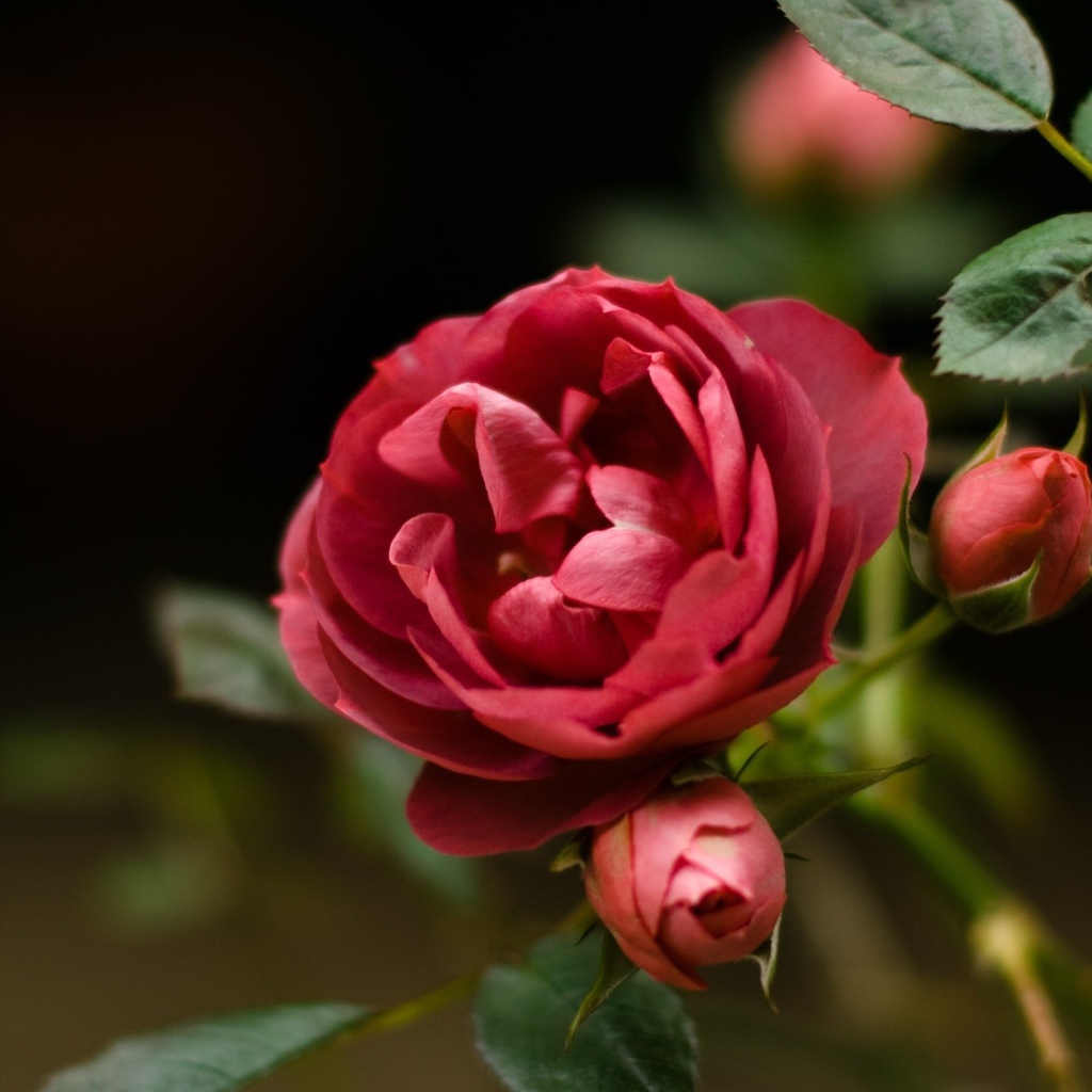 Красная роза и бутоны