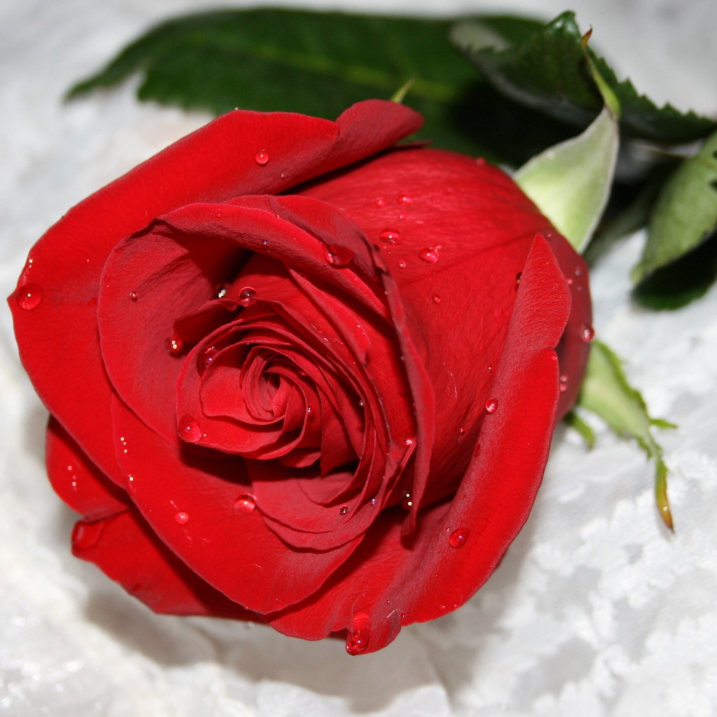 Красная роза на снегу