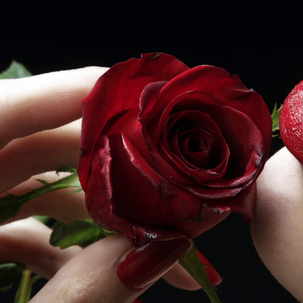 Красная роза у красных губ