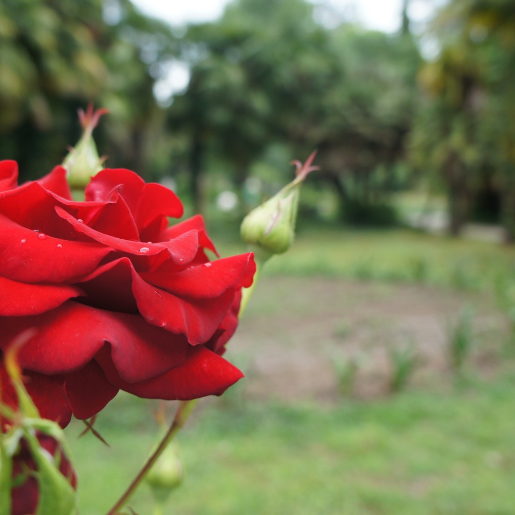 Красная роза на фоне деревьев