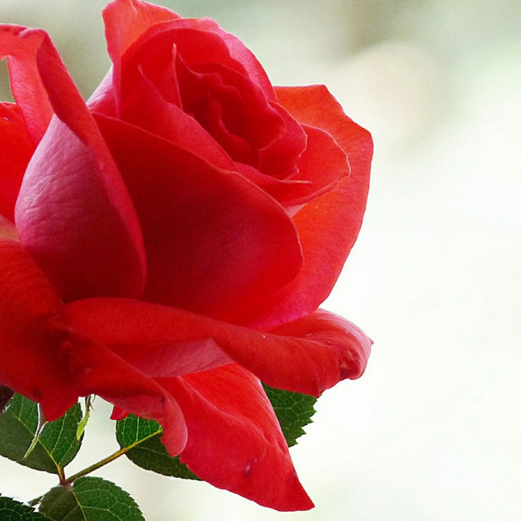 Лепестки красной розы