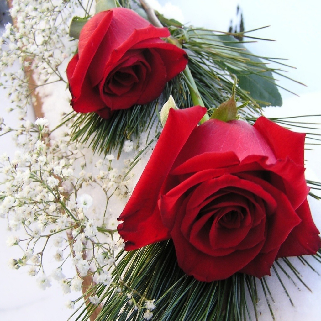 Красные розы