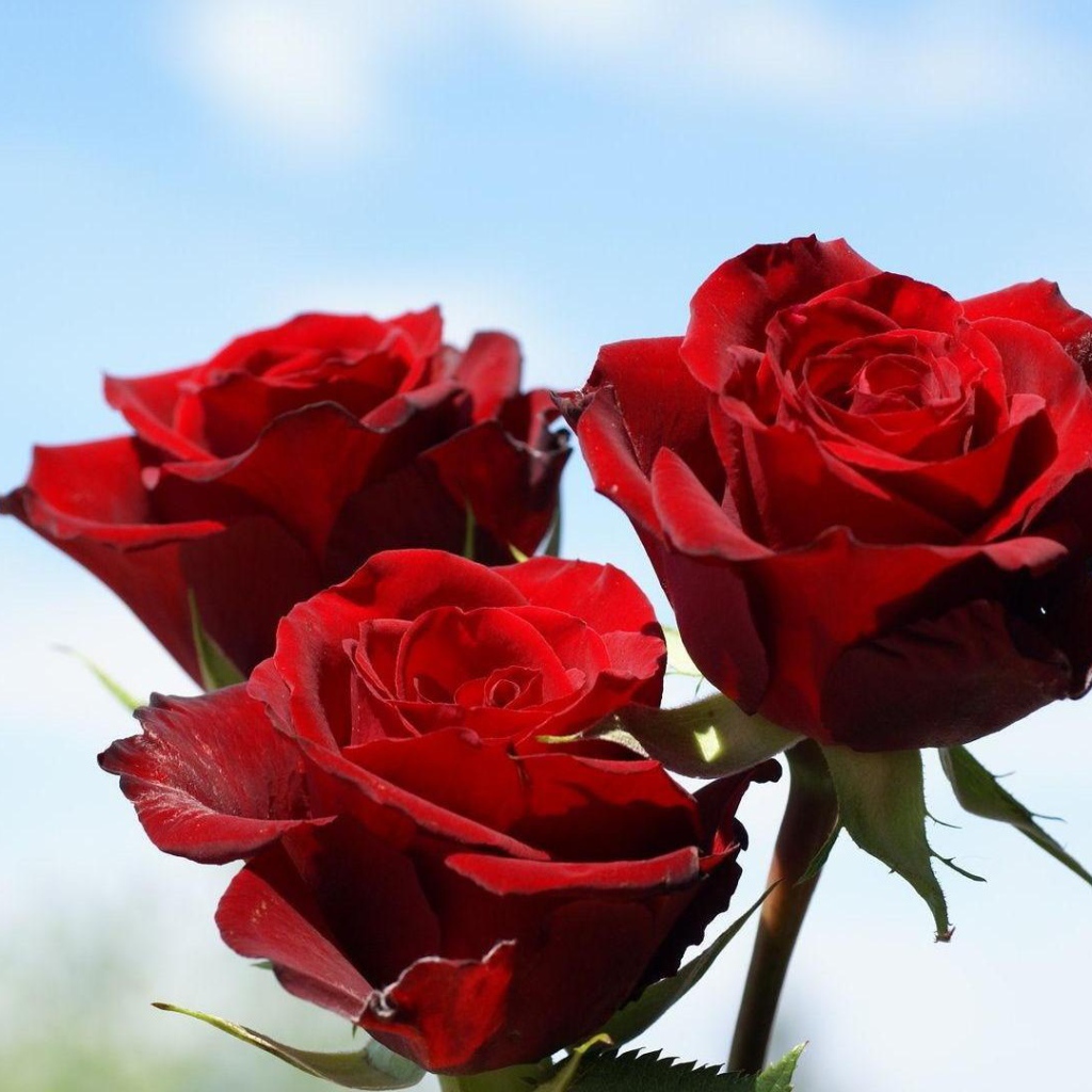 Красные розы на фоне неба