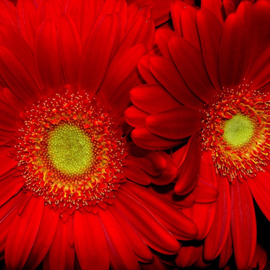 Красные подсолнухи