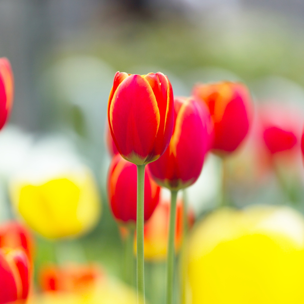 Красные с желтым тюльпаны
