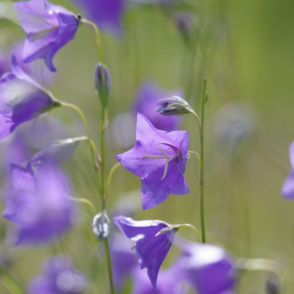 Отражение цветов колокольчиков