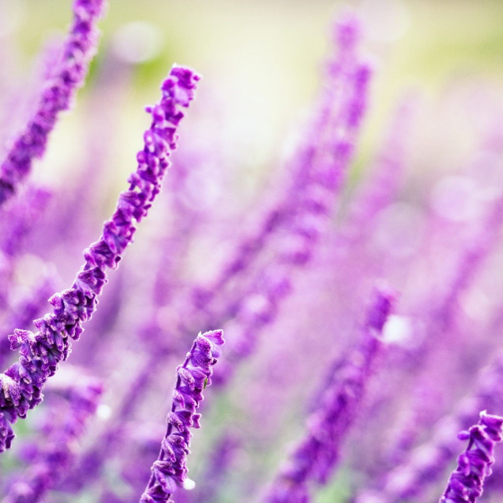 Житель полей