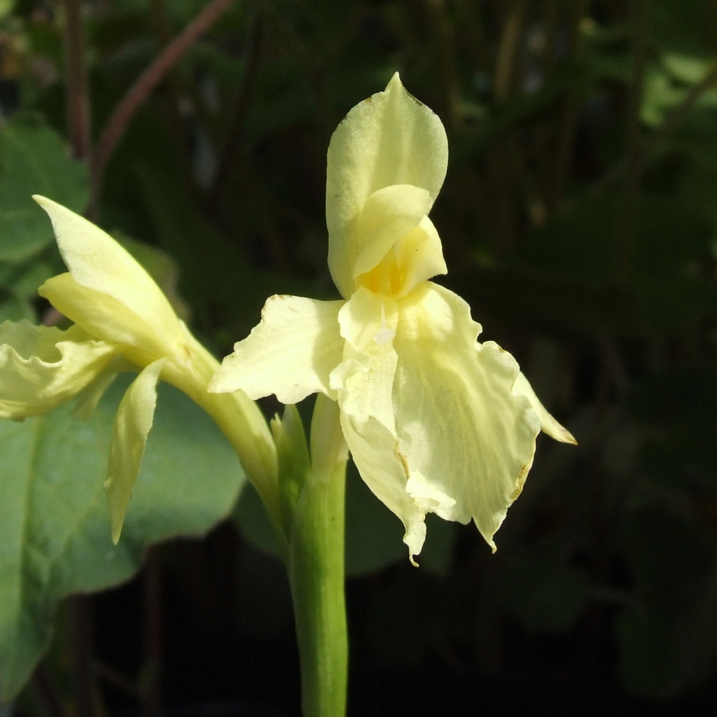 Красивый цветок роскоя в парке