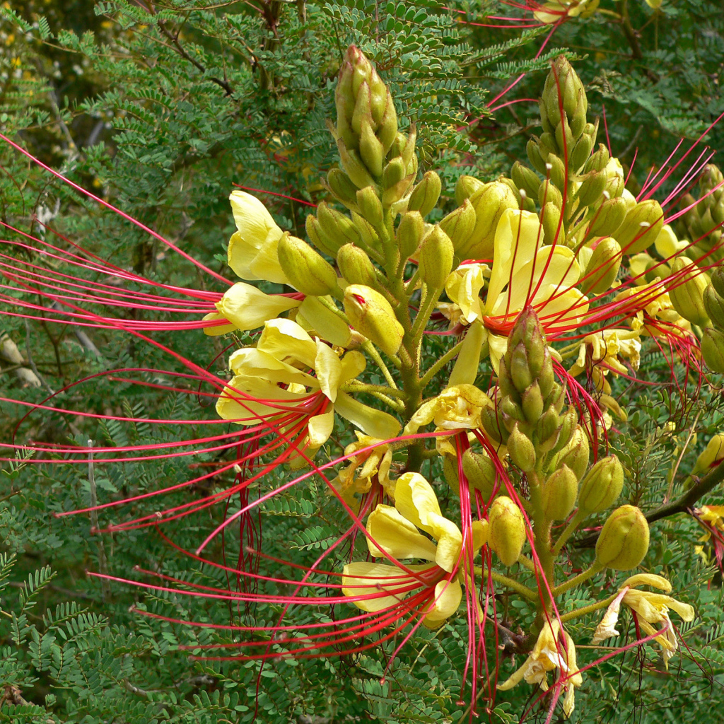 Красивая роскоя в саду