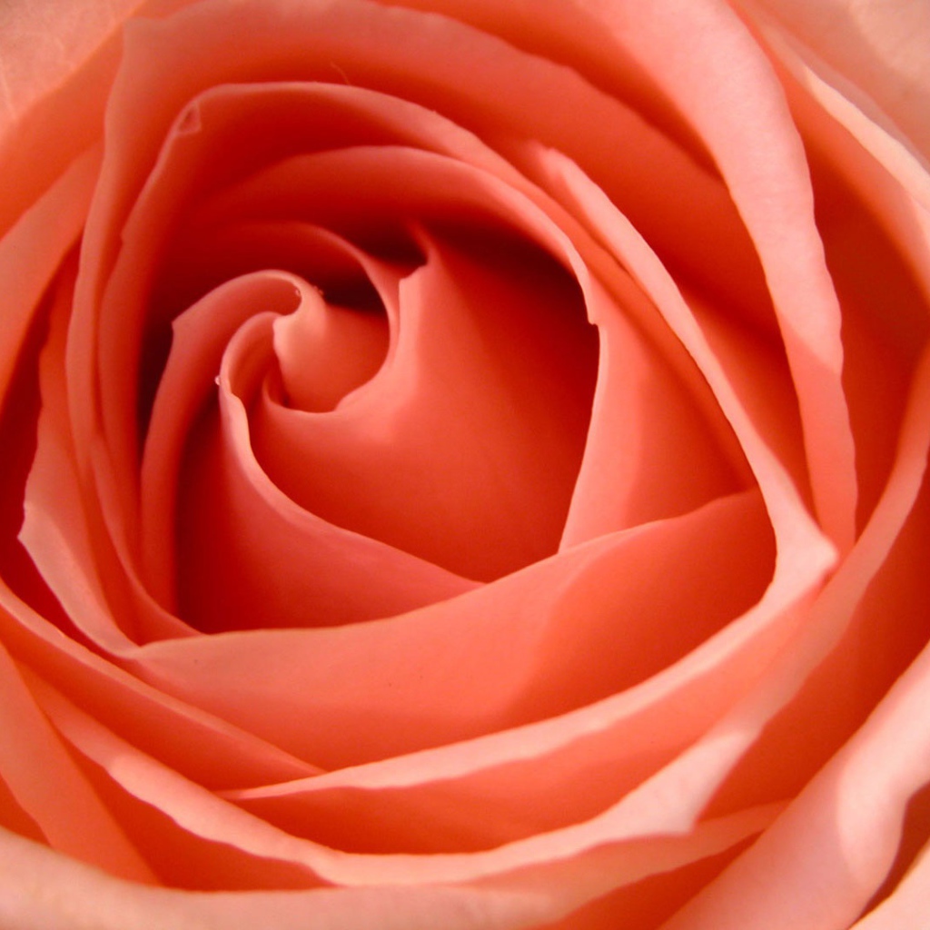 Большая роза