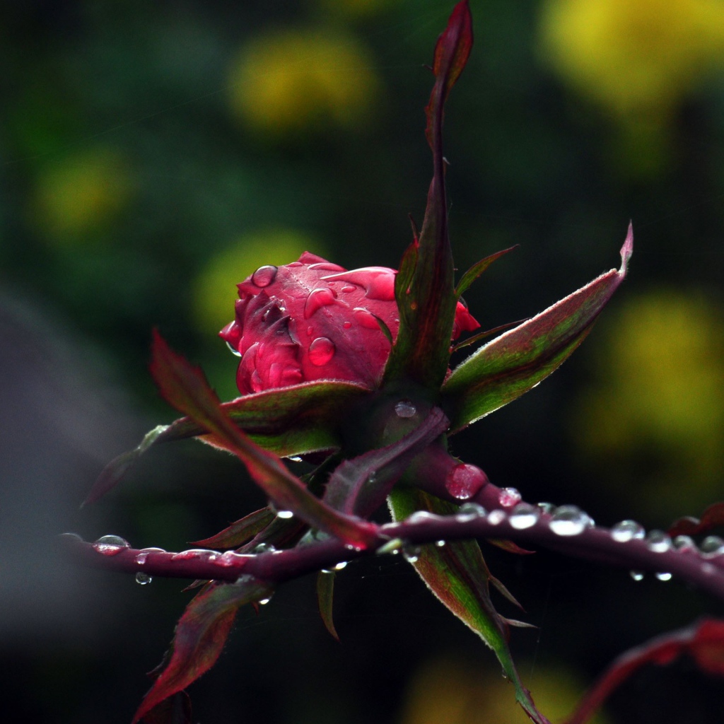Роза с каплями на стебле