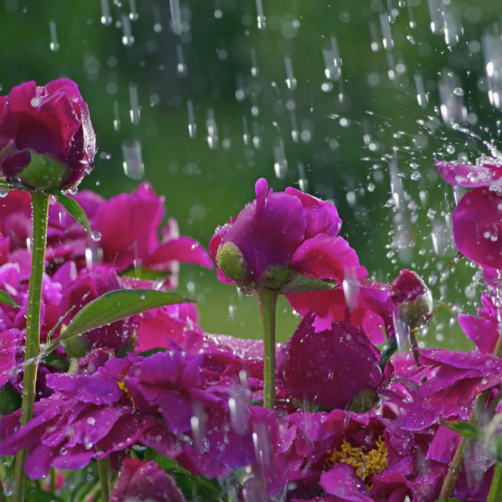 Розы под дождем