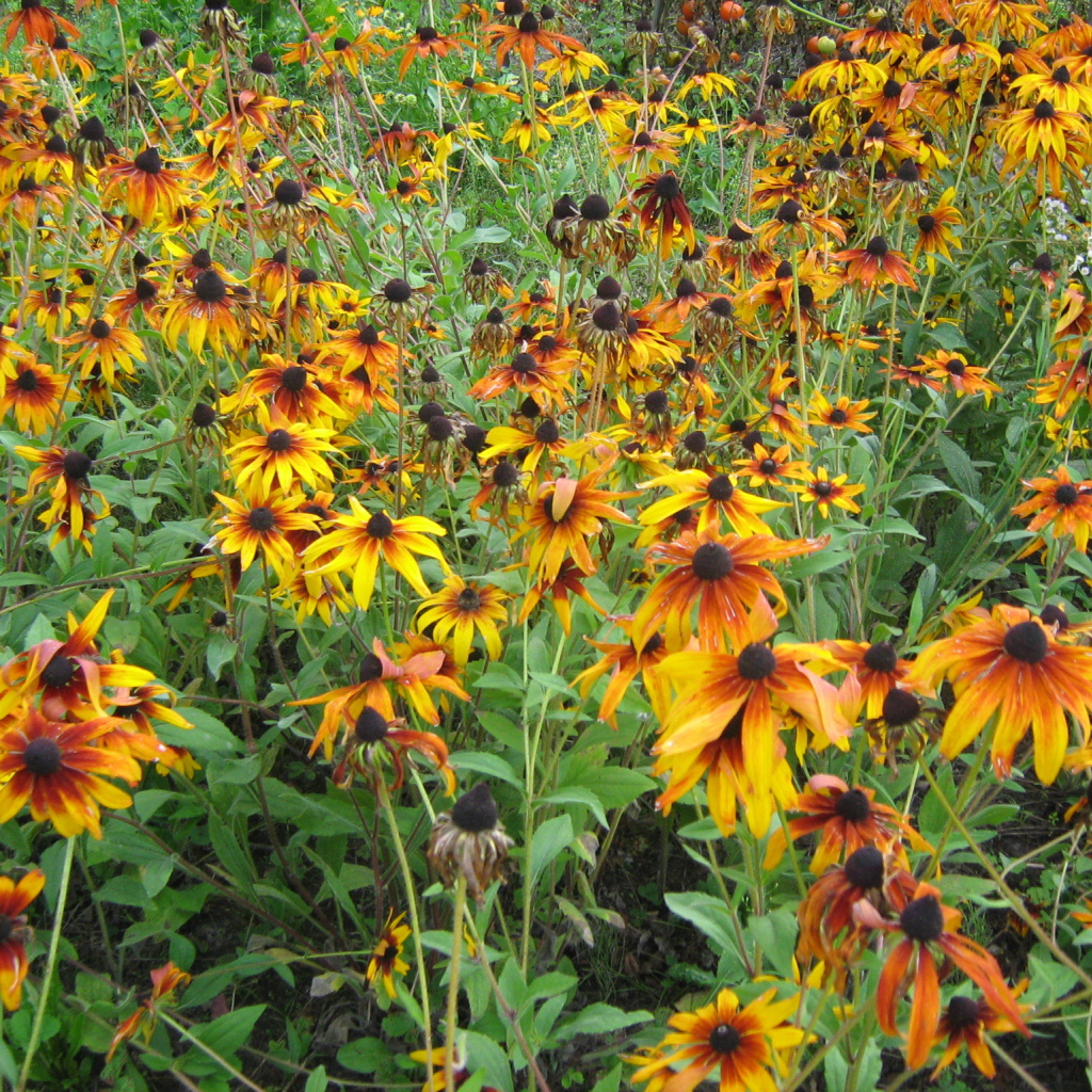 Выращивание цветов рудбекия в саду