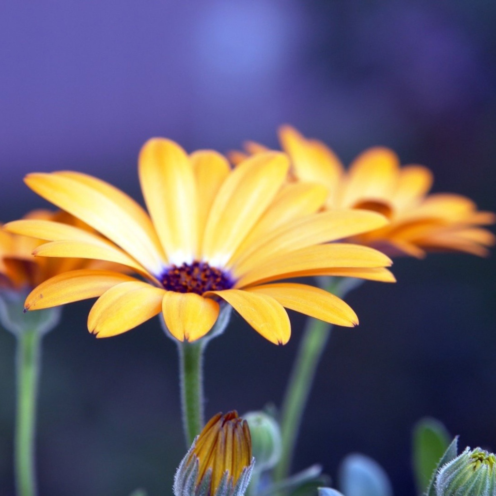 Цветы рудбеки