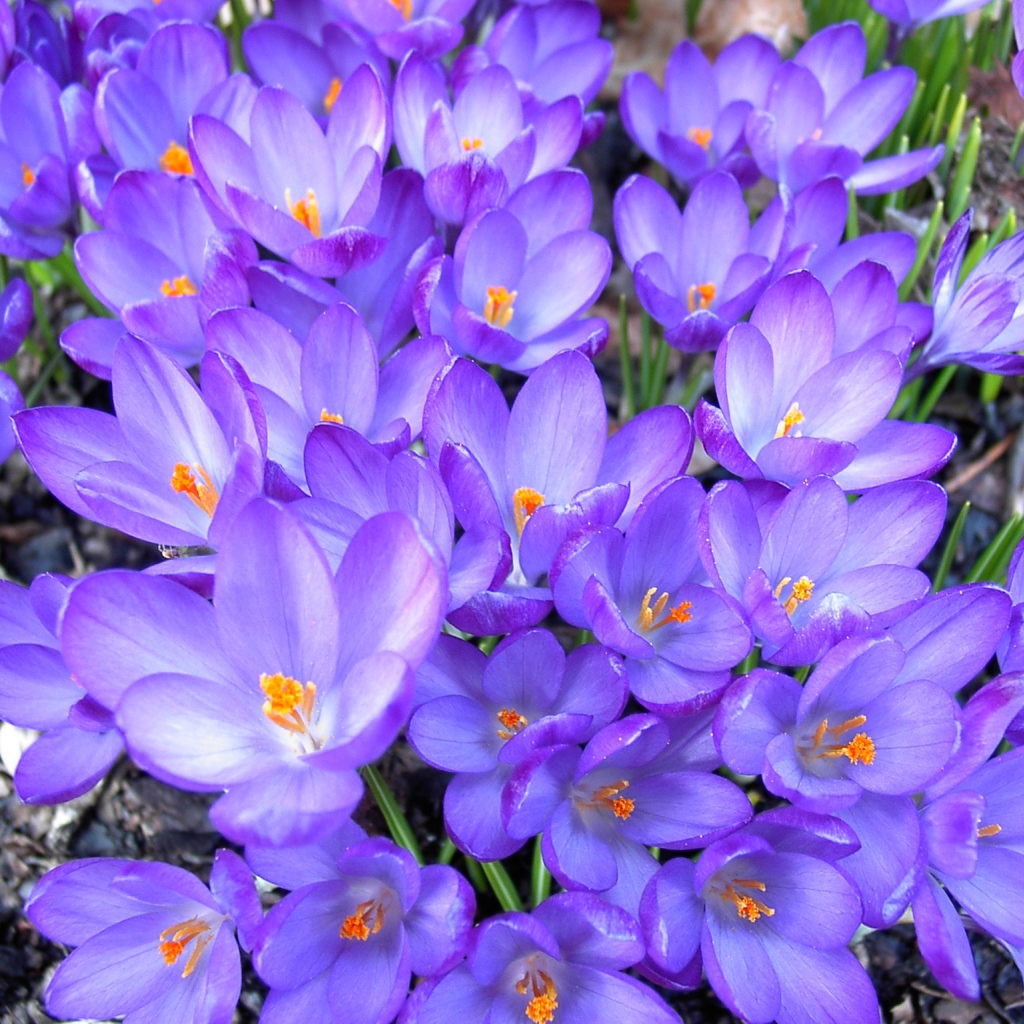 Цветы шафран в лесу