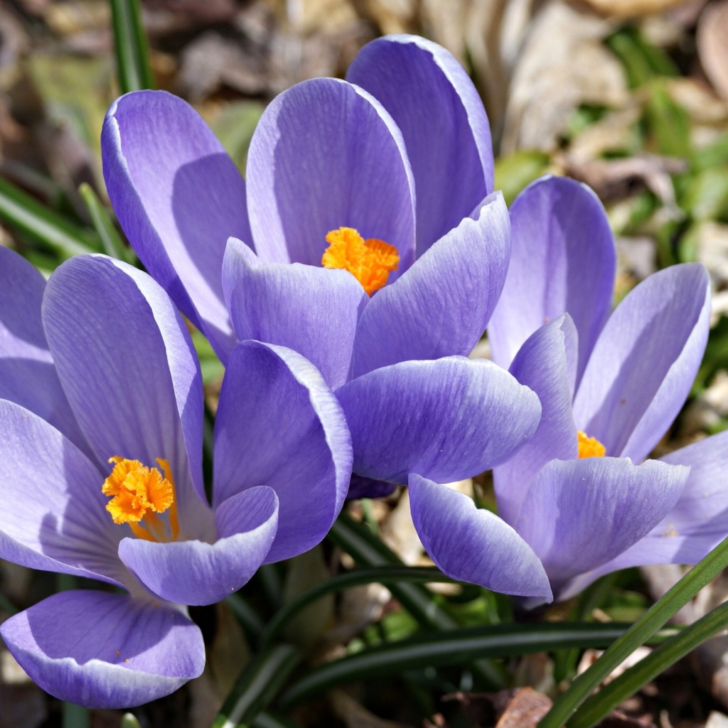 Цветы шафран в саду