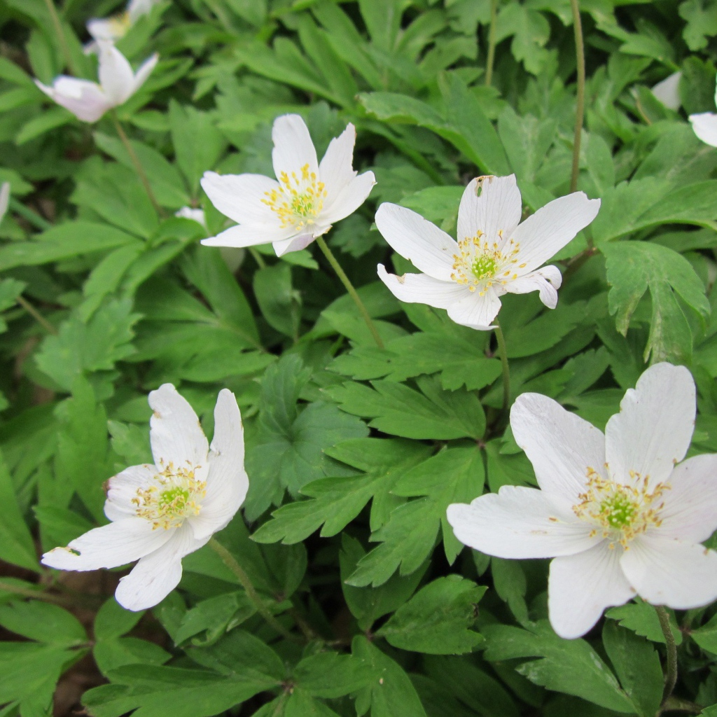 Красивое растение резуха на поляне