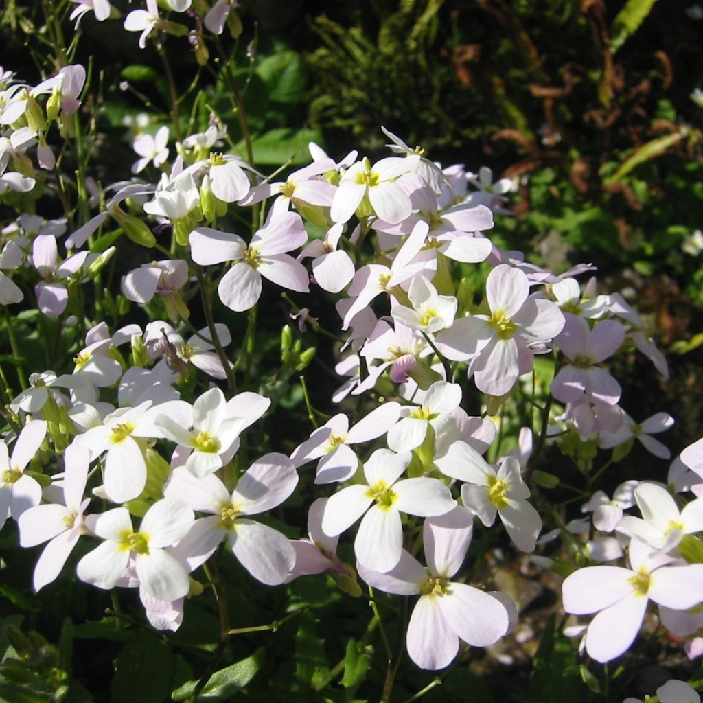 Красивое растение резуха на солнце