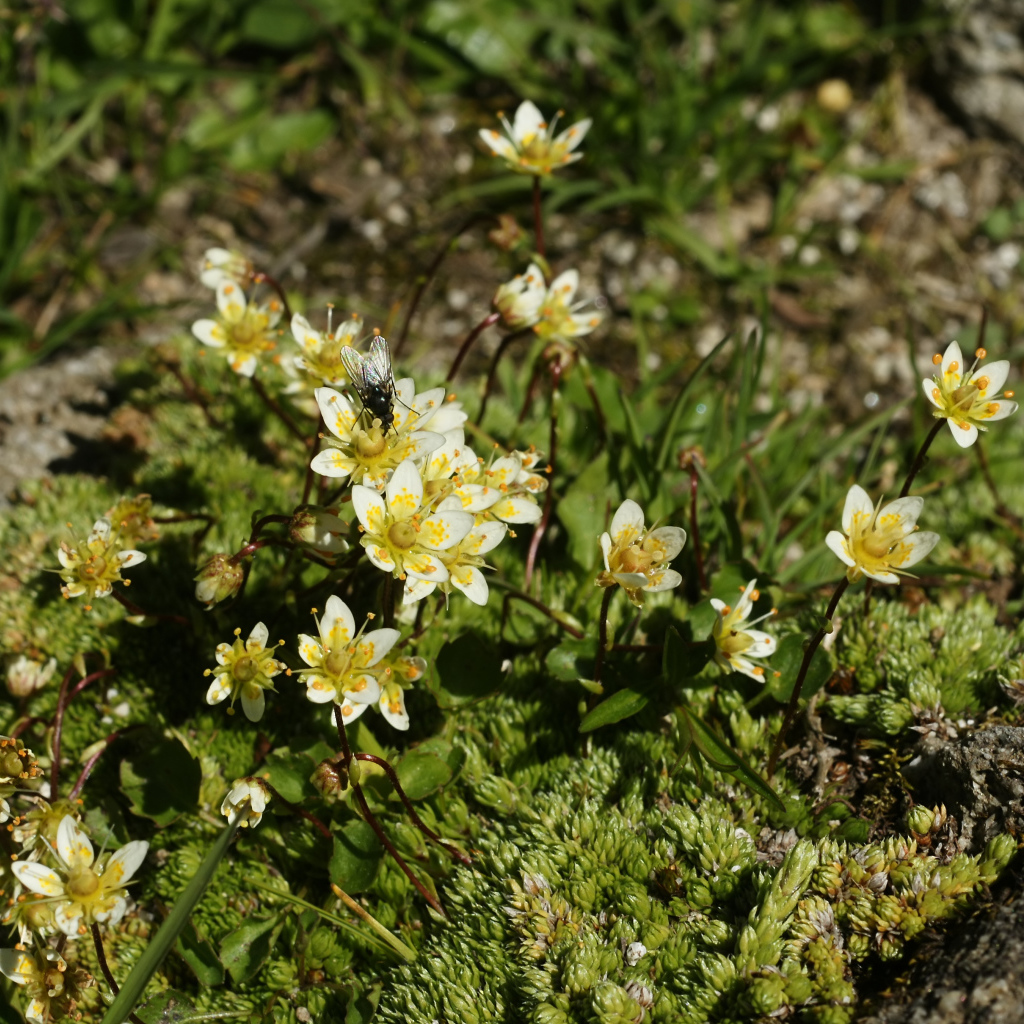 Цветы резуха в лесу
