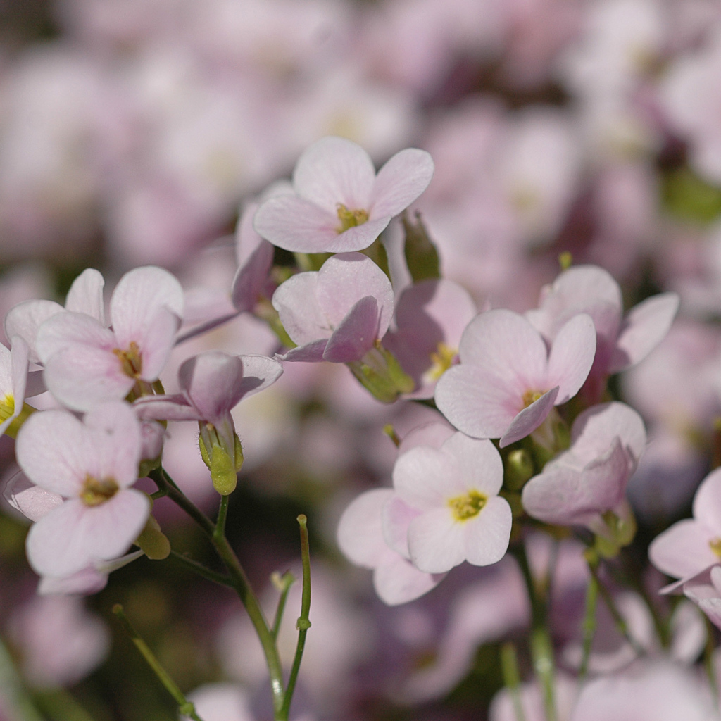 Цветы резуха на поляне