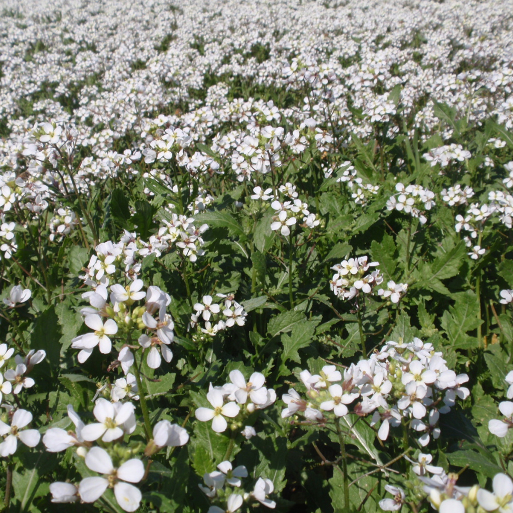 Резуха на поляне