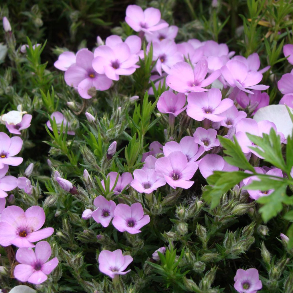 Растение резуха в саду