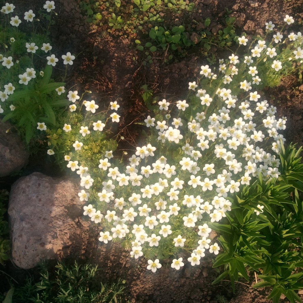 Растение резуха на поляне