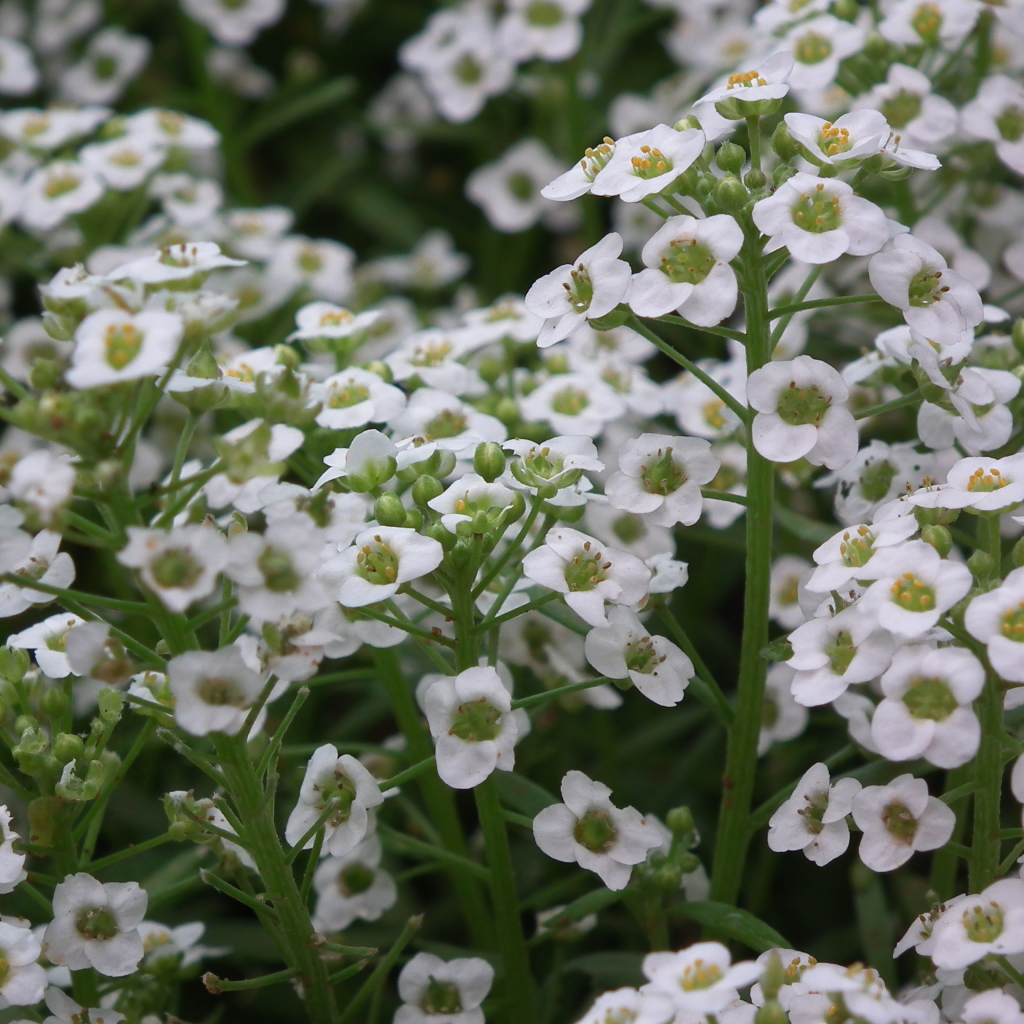 Растение резуха на опушке